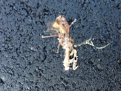 かまきりひき逃げ１