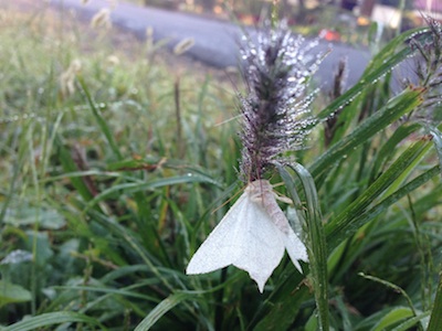 植物に止まる蛾が花のよう