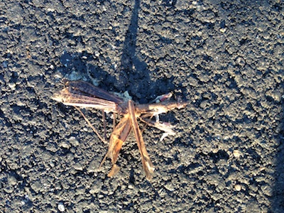 かまきりひき逃げ現場