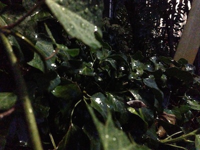 街灯に照らされる葉っぱ