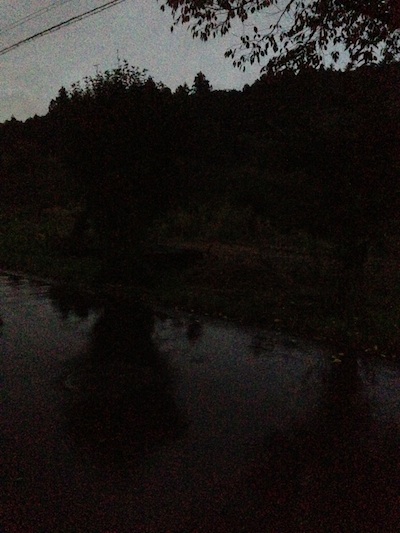 濡れた道路に映る木の陰