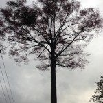 大きな木(朝)