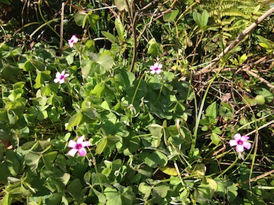 小さい白い花が５つ