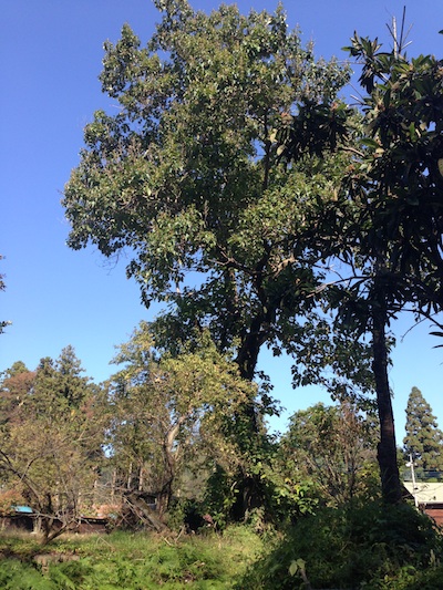 腰が曲がった大きな木