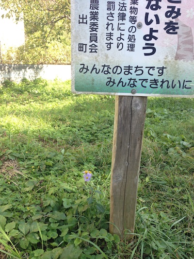 看板横のかよわい花