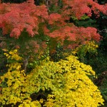 香嵐渓の紅葉★016