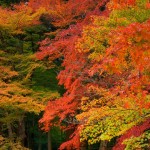 香嵐渓の紅葉★017