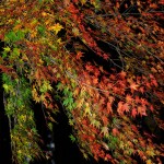 香嵐渓の紅葉★018