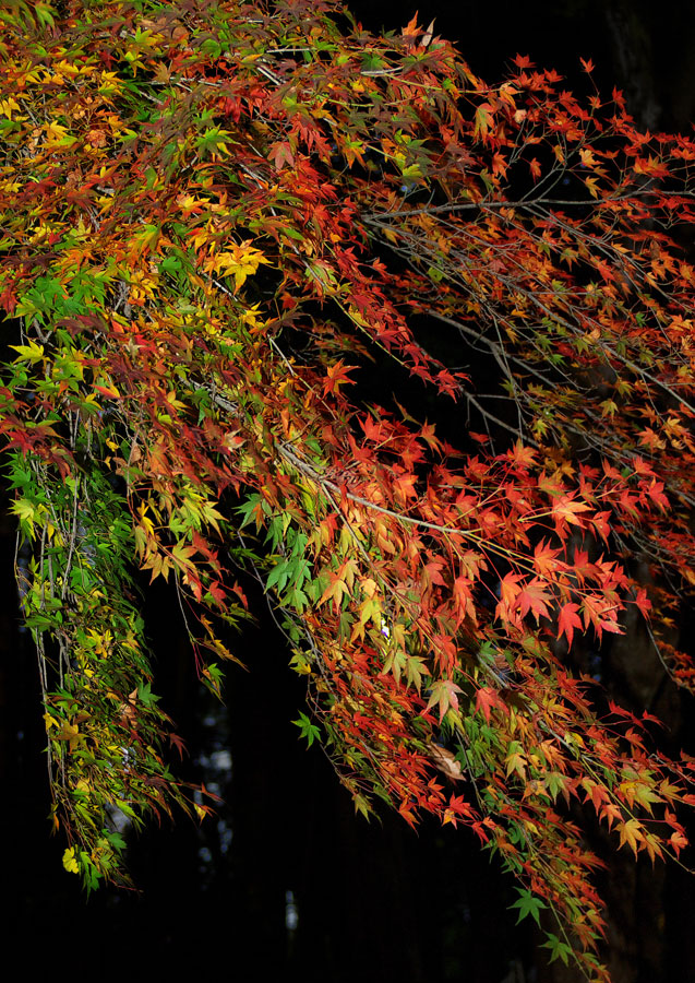 香嵐渓の紅葉★018