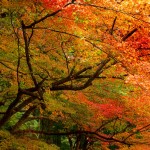 香嵐渓の紅葉★021