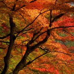 香嵐渓の紅葉★024