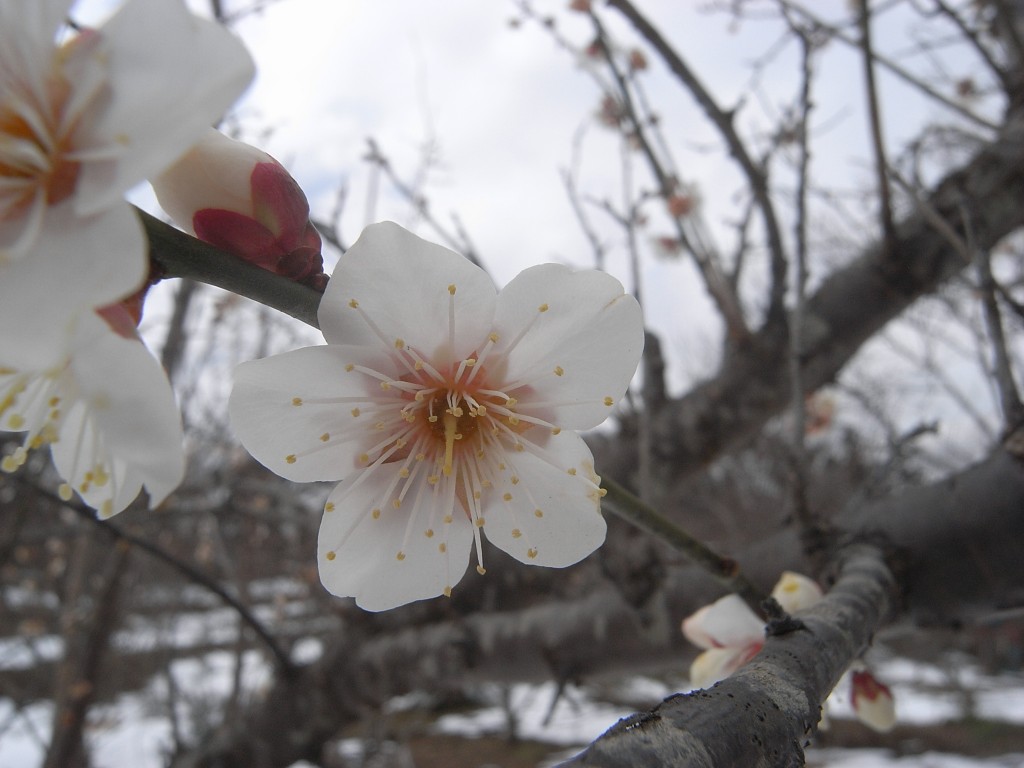 梅の花