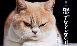 Fukigenneko