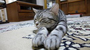 Gotaitotineko