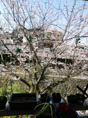 Sakura