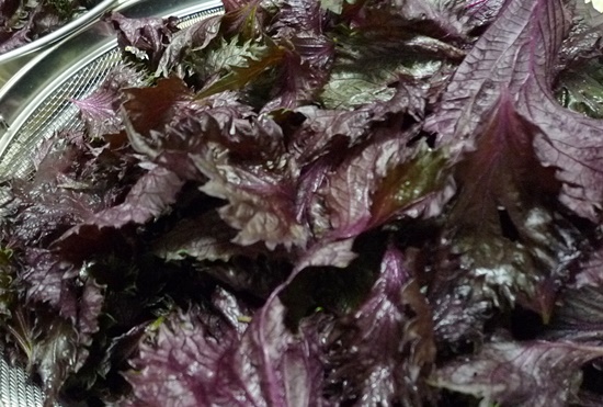 シソ ジュース 作り方 青じそジュースのレシピ 作り方 白ごはん Com