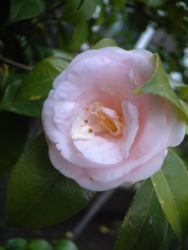 釣りおやじ 散歩おやじ 呑ん兵衛おやじ 保存分