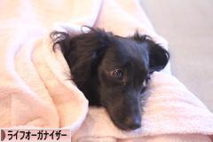 にほんブログ村 その他生活ブログ ライフオーガナイザーへ