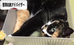 にほんブログ村 その他生活ブログ 整理収納アドバイザー・コンサルタントへ