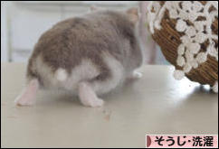 にほんブログ村 その他生活ブログ そうじ・洗濯へ