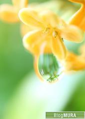 にほんブログ村 その他生活ブログ 掃除・洗濯へ