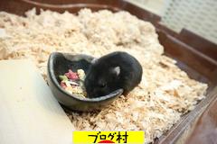 にほんブログ村 その他生活ブログ 掃除・洗濯へ