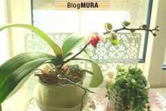 にほんブログ村 その他生活ブログ 掃除・洗濯へ