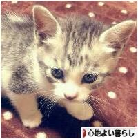 にほんブログ村 ライフスタイルブログ 心地よい暮らしへ