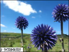 にほんブログ村 ライフスタイルブログへ