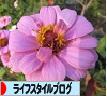 にほんブログ村 ライフスタイルブログへ
