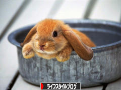 にほんブログ村 ライフスタイルブログへ