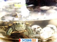 にほんブログ村 ライフスタイルブログへ