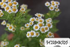 にほんブログ村 ライフスタイルブログへ