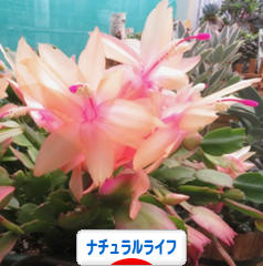 にほんブログ村 ライフスタイルブログ ナチュラルライフへ