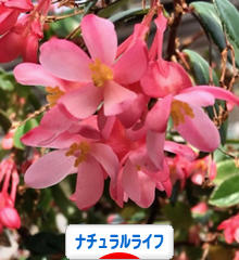 にほんブログ村 ライフスタイルブログ ナチュラルライフへ
