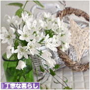 にほんブログ村 ライフスタイルブログ 丁寧な暮らしへ