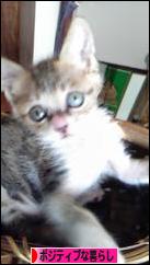 にほんブログ村 ライフスタイルブログ ポジティブな暮らしへ