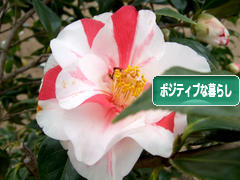 にほんブログ村 ライフスタイルブログ ポジティブな暮らしへ