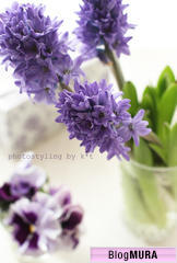 にほんブログ村 ライフスタイルブログ サロネーゼへ