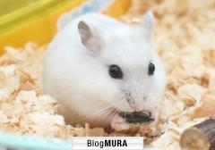 にほんブログ村 ライフスタイルブログ シンプルライフへ