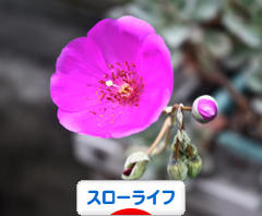 にほんブログ村 ライフスタイルブログ スローライフへ