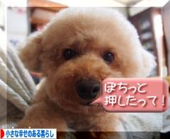 にほんブログ村 ライフスタイルブログ 小さな幸せのある暮らしへ