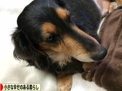 にほんブログ村 ライフスタイルブログ 小さな幸せのある暮らしへ