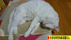 にほんブログ村 ライフスタイルブログ 小さな幸せのある暮らしへ