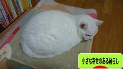 にほんブログ村 ライフスタイルブログ 小さな幸せのある暮らしへ