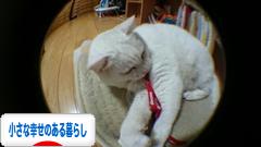 にほんブログ村 ライフスタイルブログ 小さな幸せのある暮らしへ