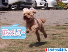 にほんブログ村 ライフスタイルブログ 小さな幸せのある暮らしへ