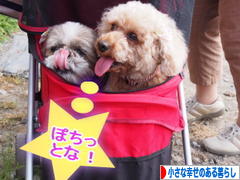 にほんブログ村 ライフスタイルブログ 小さな幸せのある暮らしへ