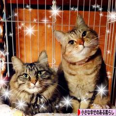 にほんブログ村 ライフスタイルブログ 小さな幸せのある暮らしへ