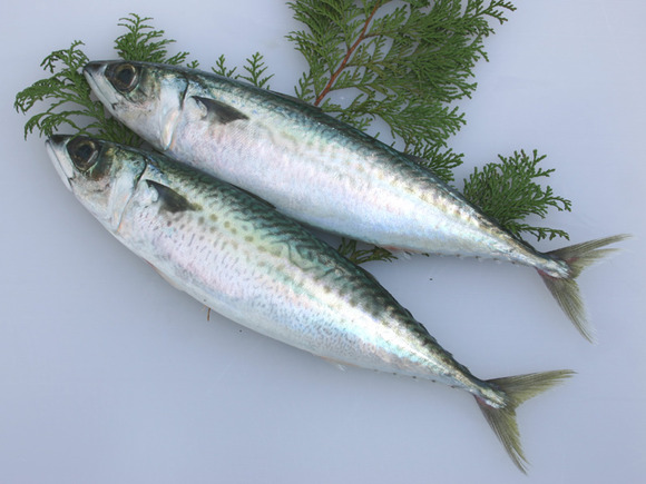 e5191e76f3201f0d1971e4de32a0ffba[1]